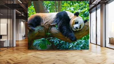 Lazy panda bear sleeping peacefully on a tree branch, nestled in lush greenery, in a serene wildlife reserve setting Wall mural