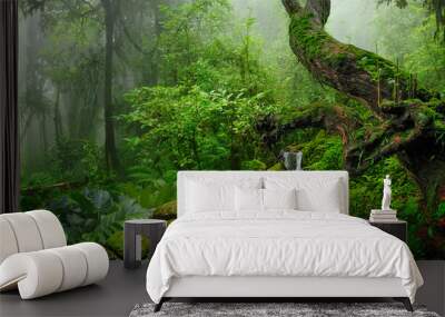 Rain forest with morning mist Wall mural