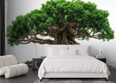 giant green ancient tree, big oak tree many roots under tree, sunny day, PNG transparent background	
 Wall mural