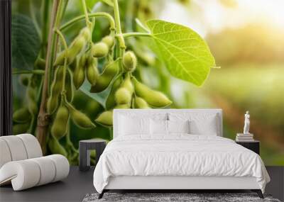 soya bean plant in plantation Wall mural