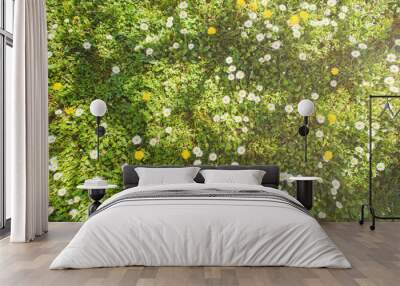 Daisy flower and grass field from above Wall mural