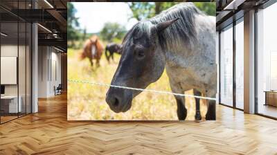 pferd schaut in ferne Wall mural