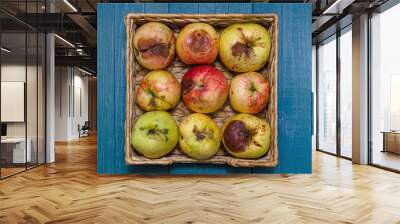 Wicker basket with fresh organic ugly apples on the blue background. close up. Wall mural