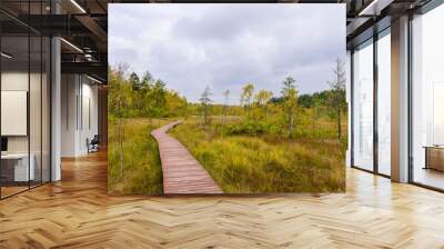 Sestroretsk swamp. Hiking trail in the swamp, Sestroretsk town, Leningrad oblast, Russia. Wall mural