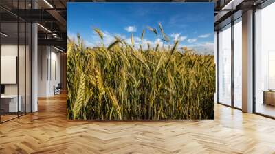 Green wheat field in sunny sommer day. Wall mural