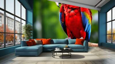 A scarlet macaw parrot portrait  Wall mural