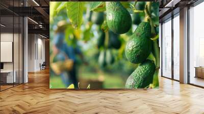 Avocado plant with fruit with farmer working in plantation farm field Wall mural