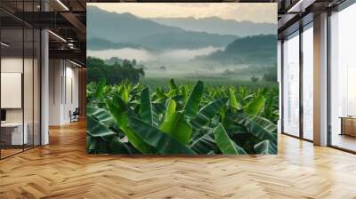 Banana plant in plantation farm field with mountain background Wall mural