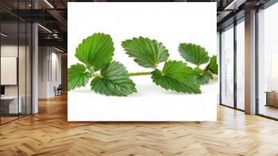 Fresh strawberry plant leaf isolated on white background Wall mural