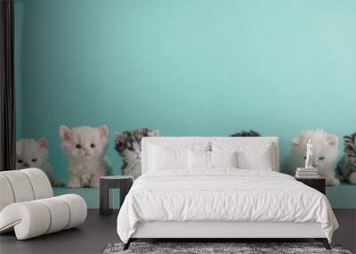 Group photo of baby cats over plain background Wall mural