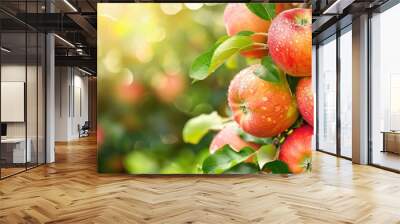 Ripe beautiful apple fruit on tree in plantation farm orchard Wall mural