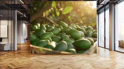 Wooden crate full of avocado fruit in plantation farm field Wall mural