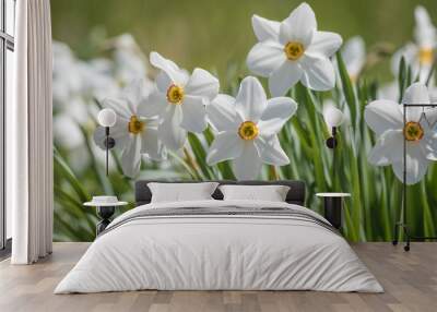 Daffodil flower Pheasant's Eye, Poeticus Narcissus, a classic white flower with short and small yellow cup Wall mural