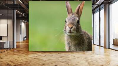 Eastern Cottontail Rabbit, Sylvilagus floridanus, closeup in the grass soft light copy space Wall mural