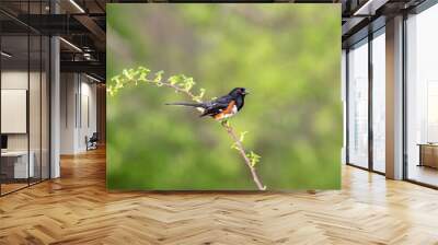 Male Eastern Towhee, Pipilo erythrophthalmus, perched on single branch looking green muted background copy space Wall mural