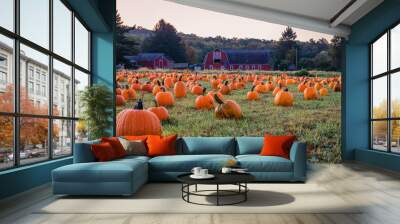 Pumpkins placed for picking near red barn in early morning dew grass, Sparta, NJ Wall mural