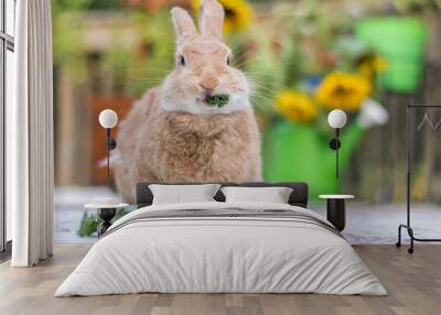 Rufus Rabbit eats kale head on with sunflowers in background Wall mural