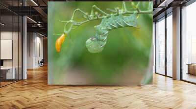 Tomato Hornworm Caterpillar (Manduca sexta) on tomato plant in garden green background copy space Wall mural