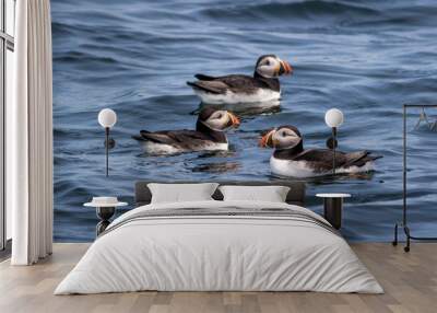 Trio of Atlantic Puffins (Fratercula arctica) in water off the coast of Maine, selective focus Wall mural