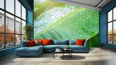 Close up of wet banana leaf with bright sun light Wall mural