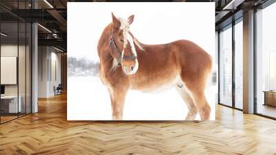 Beautiful Draft Horses in Winter Snowstorm With Flowing Manes Wall mural