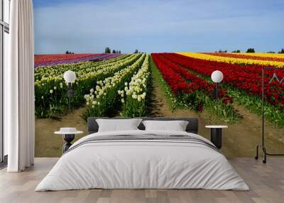 Large Tulip Field Wall mural