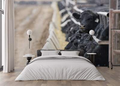 feedlot cattle in the snow, muck & mud Wall mural