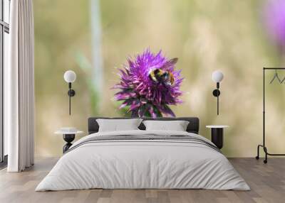 Red Belted Bumble Bee (Bombus rufocinctus) Pollinates Musk Thistle (Carduus nutans) Flower in Colorado Wall mural