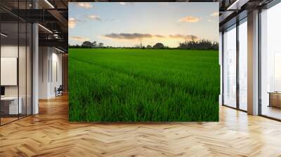 Paddy rice field before harvest with sunrise background in countryside of Thailand Wall mural