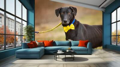 Portrait of a big black dog on a leash with a yellow ribbon, a bow tie on his neck Wall mural