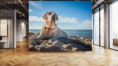 Old yellow dog Labrador Retriever is lying on the beach with full of sand close to seaside in Poland, blue sky in the background, hot and sunny summer Wall mural