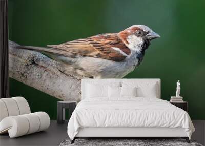 House Sparrow Wall mural