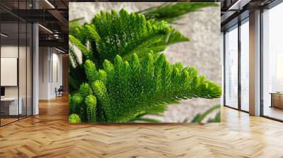 Clean fresh green tips of evergreen leaves Wall mural