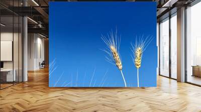 ears of wheat Wall mural