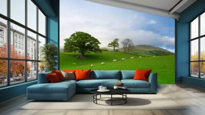 Green fields in the English countryside with grazing sheep. Engl Wall mural