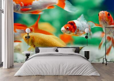 Yellow and Red Goldfish Swimming In Aquarium Wall mural