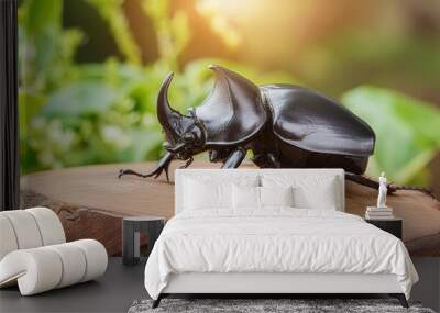 close up black rhinoceros beetle in nature Wall mural