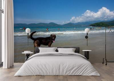 Cachorro na frente do mar olhando para a câmera antes de entrar na água. Praia de Ubatuba, litoral de São Paulo com banhistas entre as ondas distantes. Wall mural