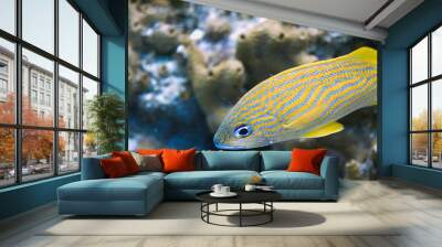 COZUMEL, Mexico: blue-striped grunt, yellow fish with blue stripes, closeup Wall mural