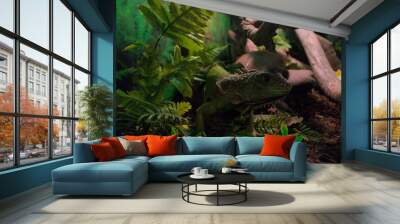 Green iguana between branches and leaves Wall mural