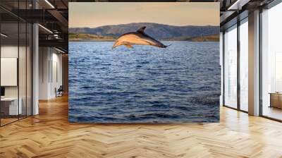 Dolphin in the fjord. Dolphin swimming and jumping out of water. Tropical dolphin in Flatanger, Norway. Wall mural