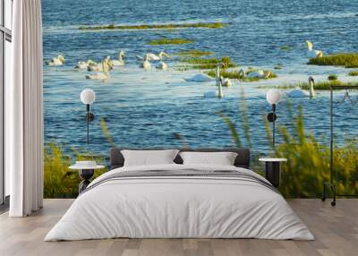 A group of white swans on the water by the green water grass Wall mural