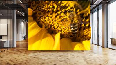 A bee bathed in sunflower pollen Wall mural