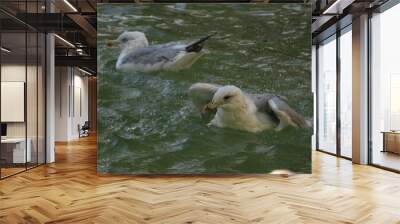 Two seagulls close together in the water Wall mural