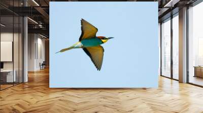 European bee eater in flight Wall mural