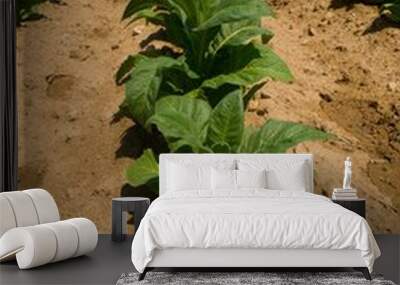 Tabaco en La Vera. Tobacco plantations in Extremadura, Spain Wall mural