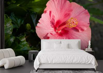 selective focus on yellow pistil of beautiful pink hibiscus flower Wall mural