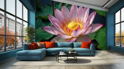 beautiful and charming lotus flower photographed during the day. ornamental plants Wall mural