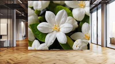 close up photo of beautiful jasmine flowers with white wall background Wall mural