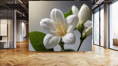 close up photo of beautiful jasmine flowers with white wall background Wall mural